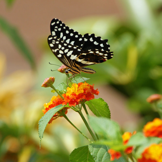 Papilio demodocus