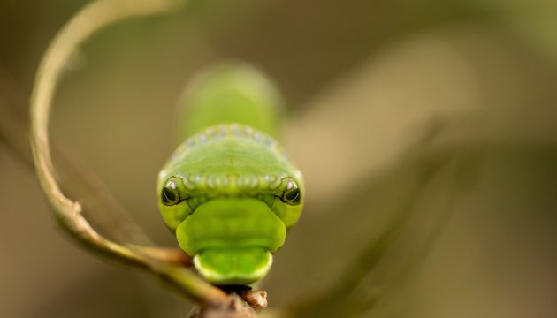 Groene rups