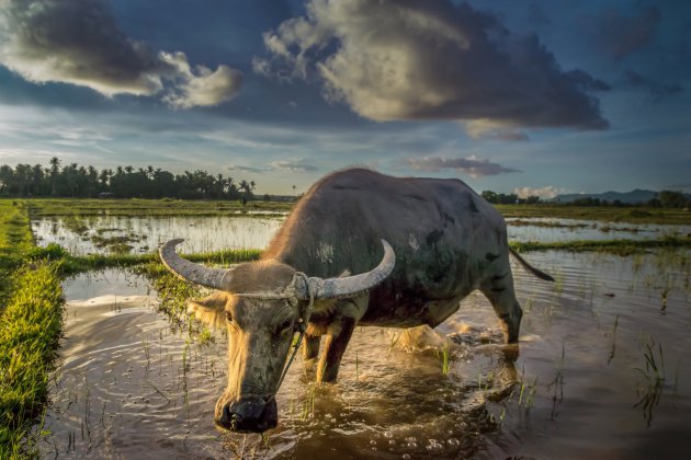 Close encounter met een buffel