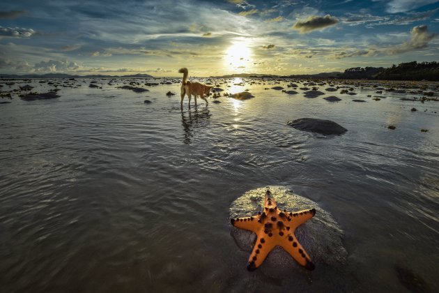 De opportunist en de zeester