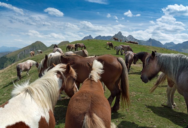 Vrije paarden in de Pyreneeën