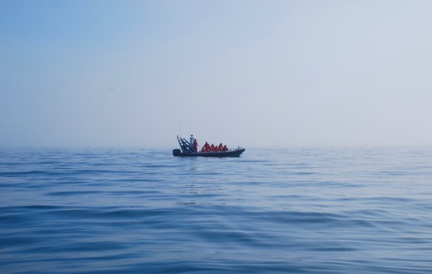 Whale watching in Tofino