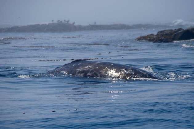 Walvis naast de boot