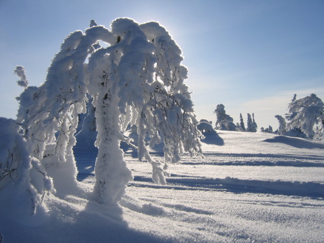 sneeuwsculpturen door de natuur