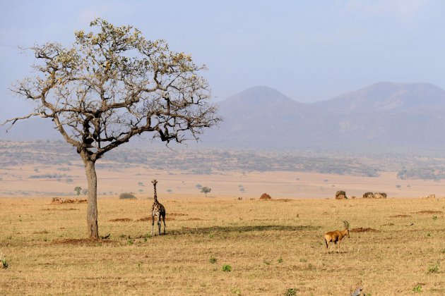 Rothschild giraffe