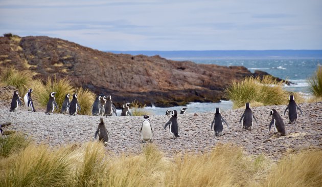 Penguins spotten aan de Oostkust van Argentinië.