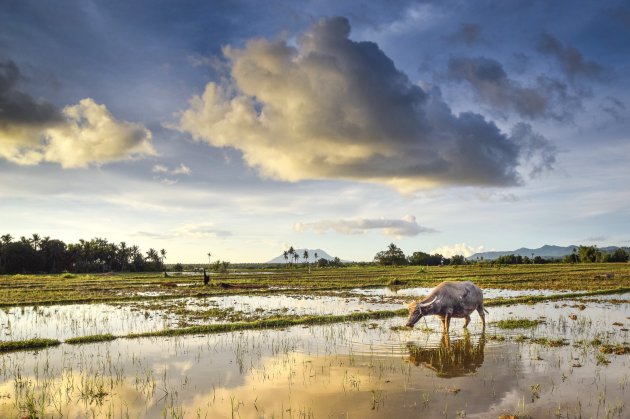 Waterbuffel in de rijstvelden