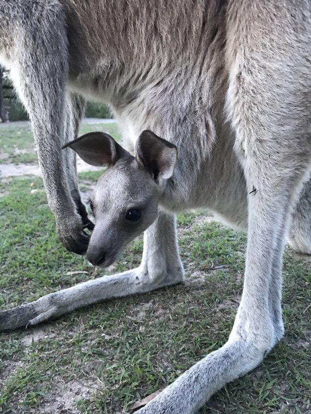 Kamperen met kangaroes!