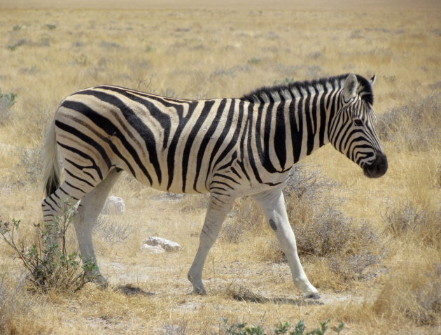 mountain zebra