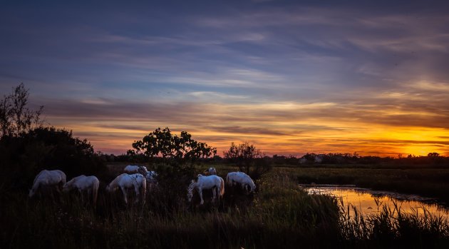 Niet wild meer, maar toch mooi om te zien