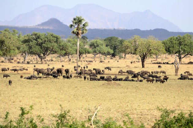 Kamperen in Kidepo NP