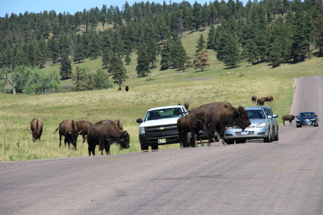 Wildlife Loop Road