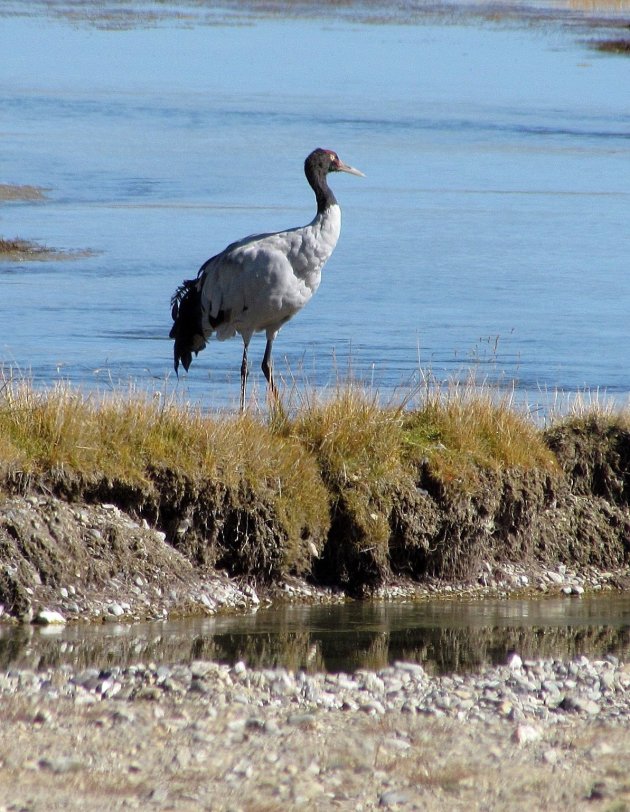 zwarthalskraanvogel