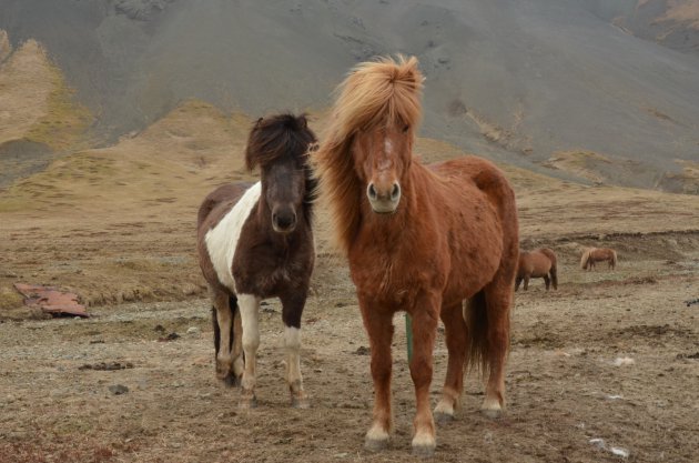 De ijslandse paarden staan altijd buiten