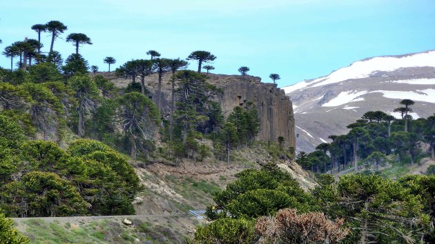 Apenbomen