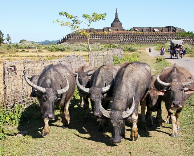 Mrauk U