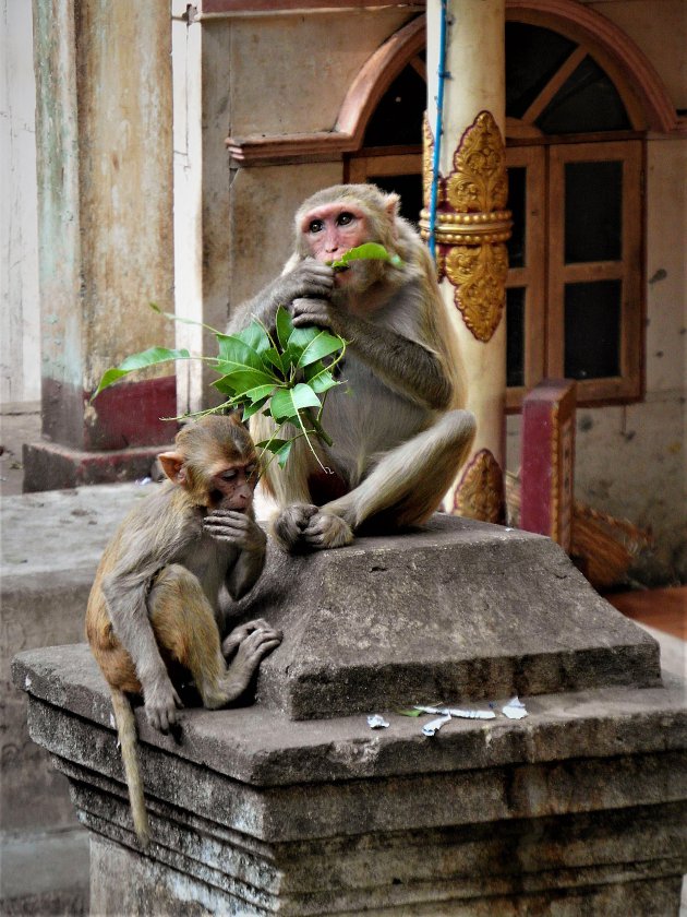 apen Mount Popa