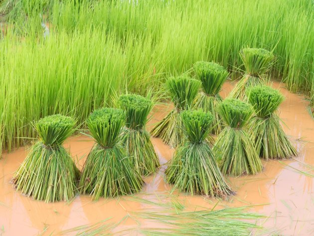 Het gras is echt groener bij de buren