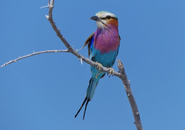 Lilac breasted roller