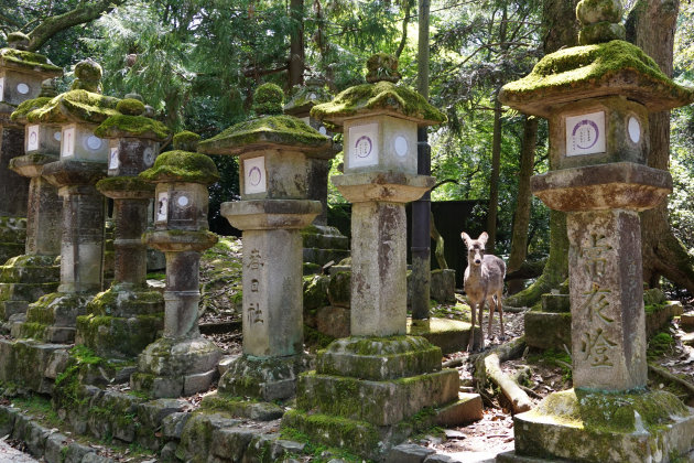 Heilig hert in Nara