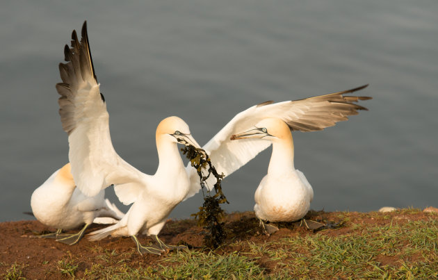 Samen een nestje bouwen