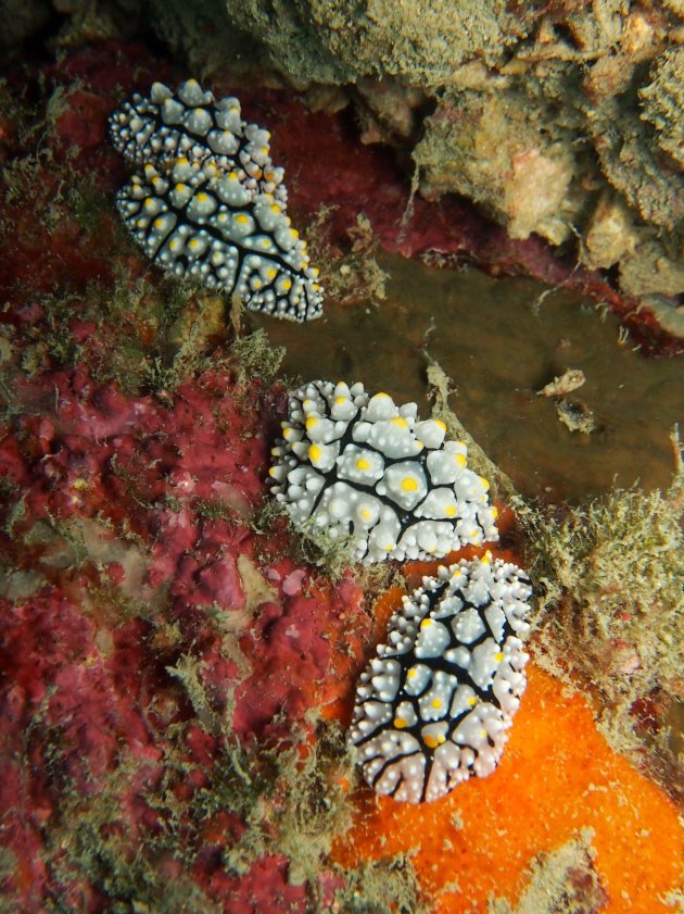 Familie Nudibranch