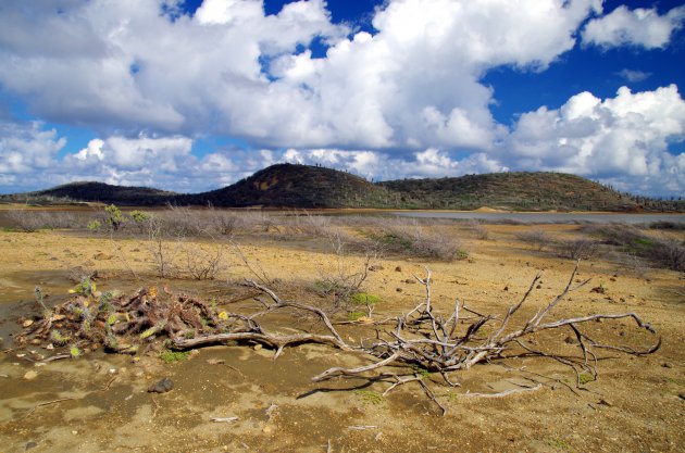 De aride landschappen van Bonaire