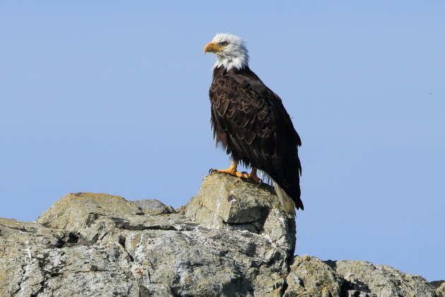 Bald Eagle 