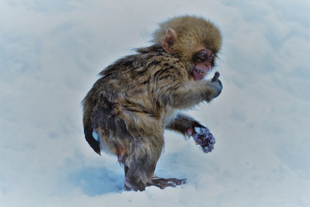 Japanese Snow Monkeys know where to chill