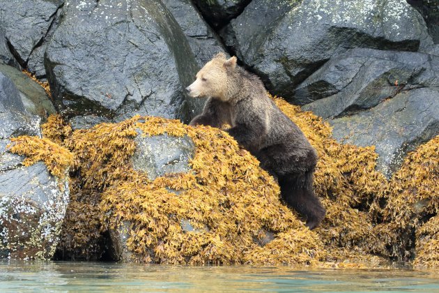 Grizzlyberen Knight Inlet