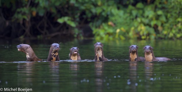 Reuzenotters