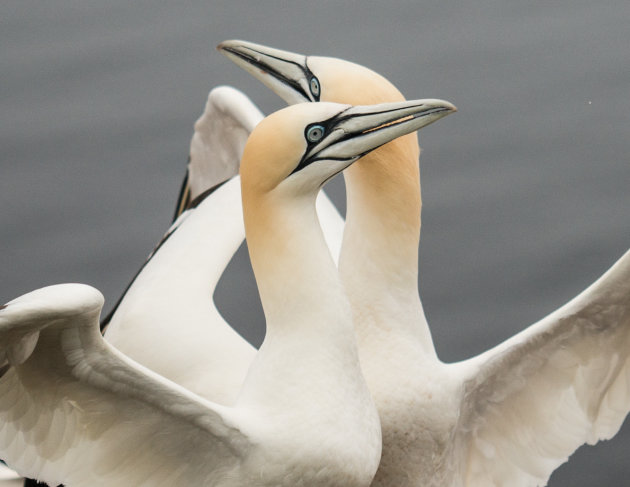 Sjansen in Helgoland