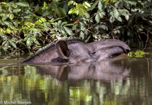 Tapir