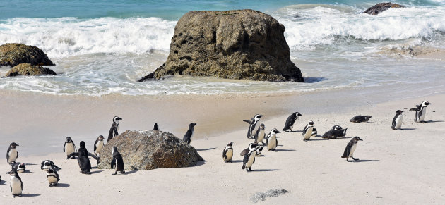 Kolonie zwartvoetpinguins