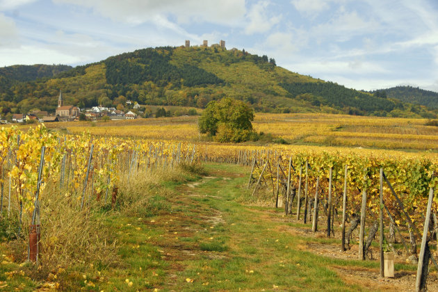 Route des Vin d’Alsace