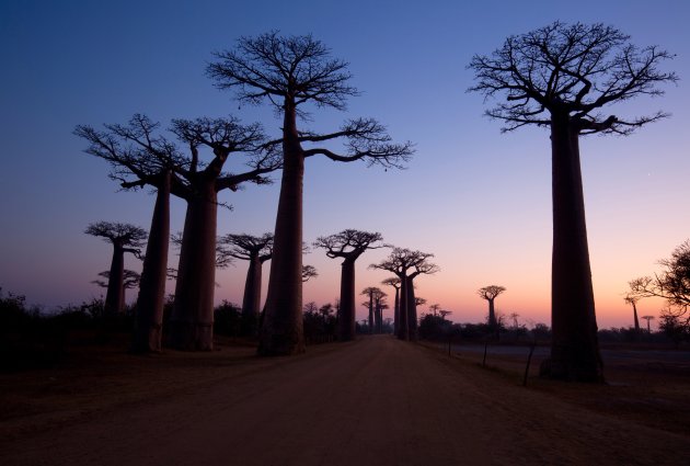 Baobablaan bij zonsopgang
