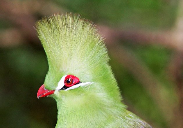 Knysna Loerie