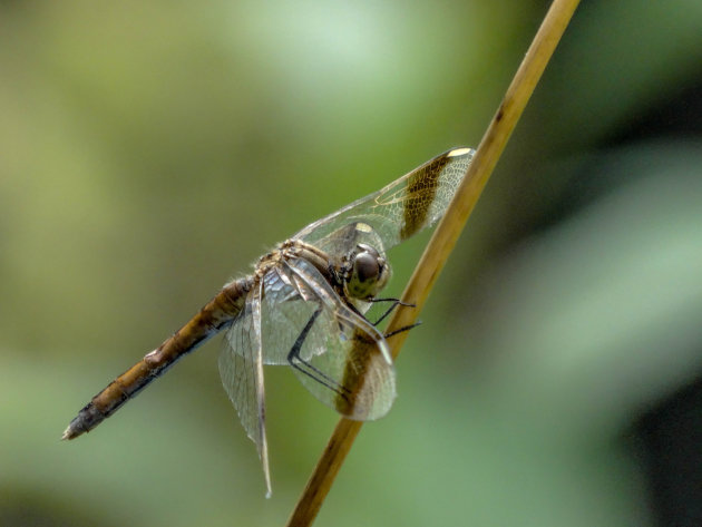 Bruine libelle