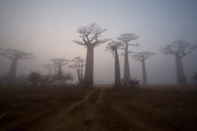 Baobablaan in de mist 2