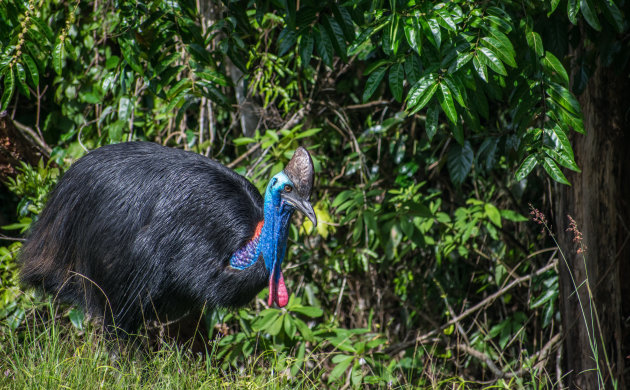 Kom oog in oog te staan met de Cassowary