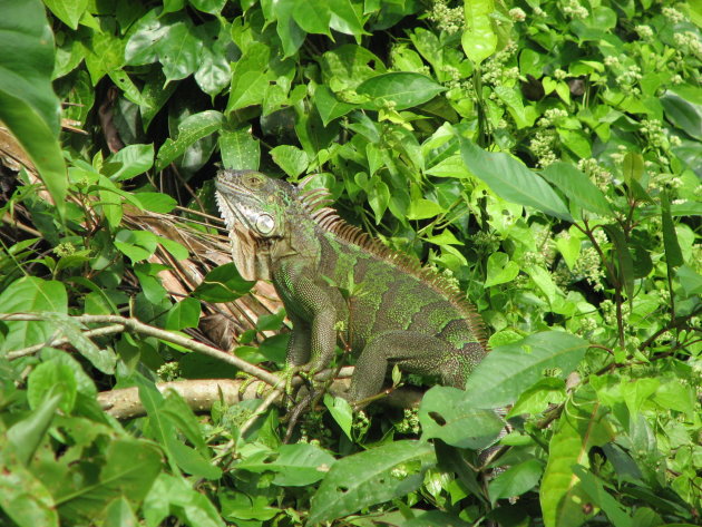 leguaan in Tortuguero