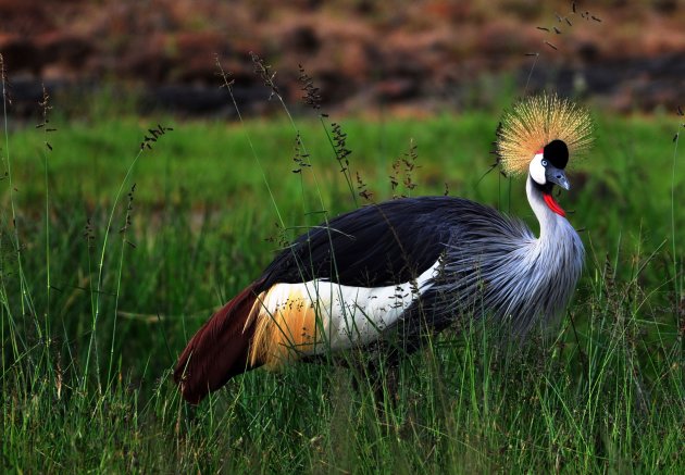 Grey crowned crane