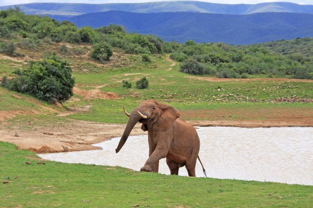 Addo NP