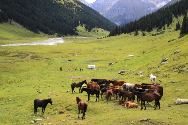 Nomaden in Altyn Arashan 