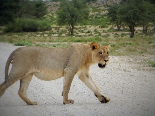 Slenterend door Kgalagadi