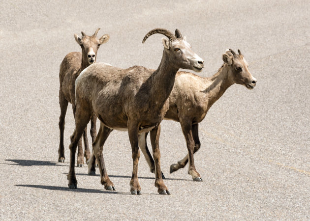 Steenbok familie