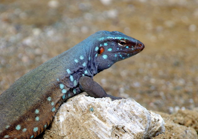 Blau-blau close-up