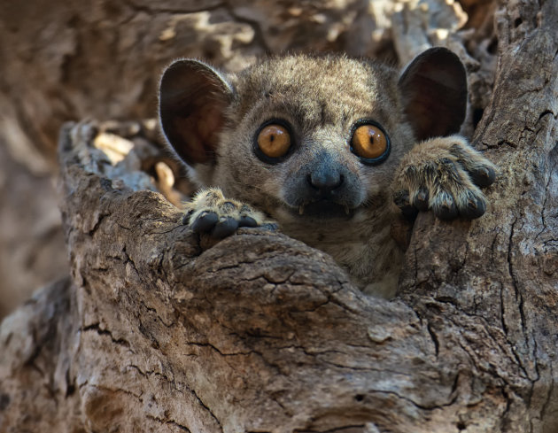 Sportive lemur