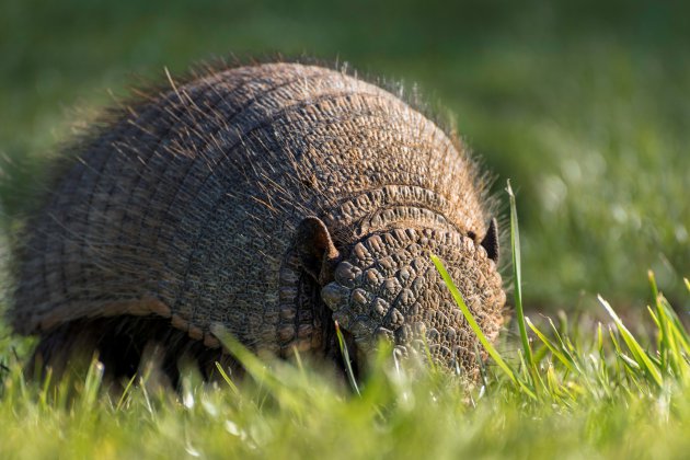 Armadillo