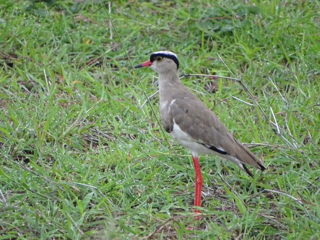 Crowned Plover